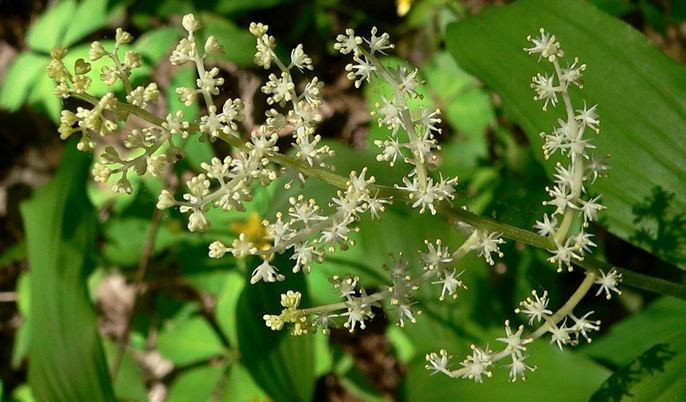 {Maianthemum racemosum}